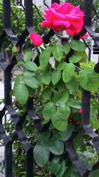 FOTOGRAFÍA [140 x 250] 