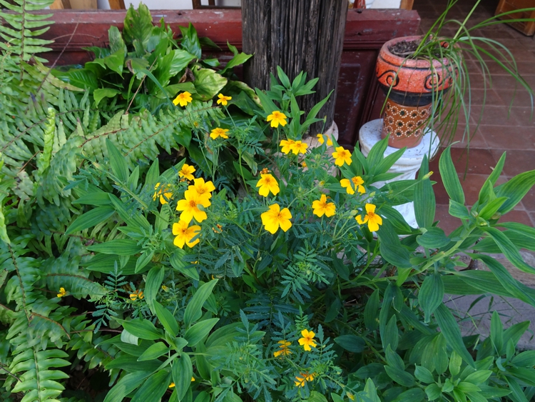 FOTOGRAFÍA 20191101A [750 x 563 px]